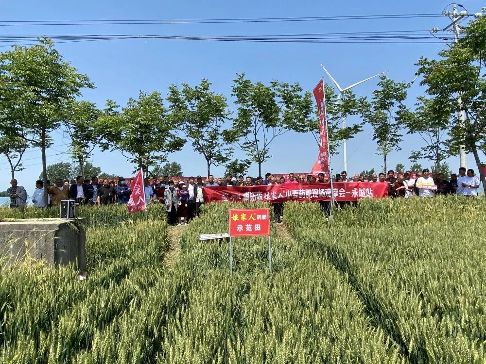 2021年康拓森永城站娘家人小麥藥肥觀(guān)摩會(huì )完滿(mǎn)結束！
