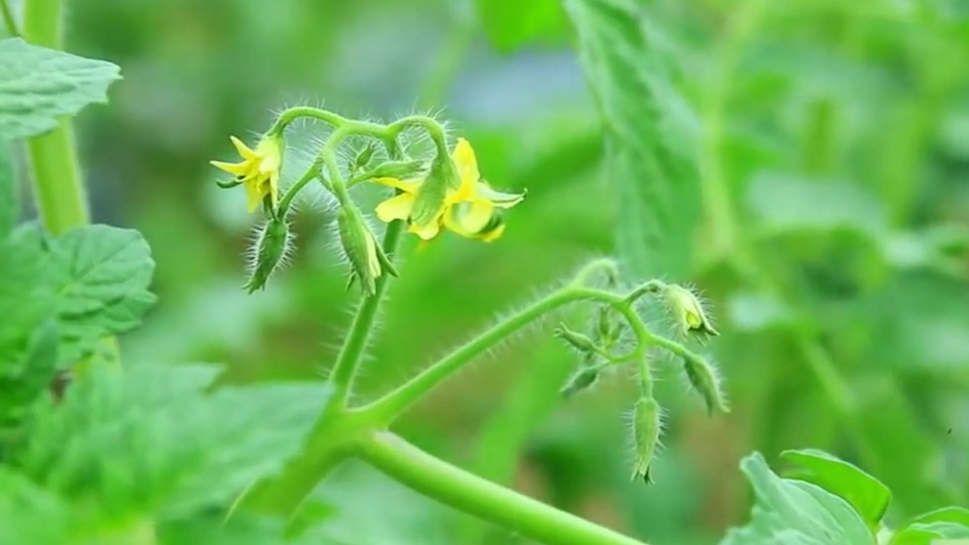 該死的“重茬”怎么辦？來(lái)看看咋解決