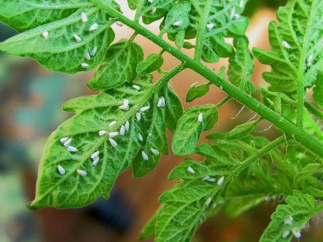 白粉虱打不干凈？教你打！