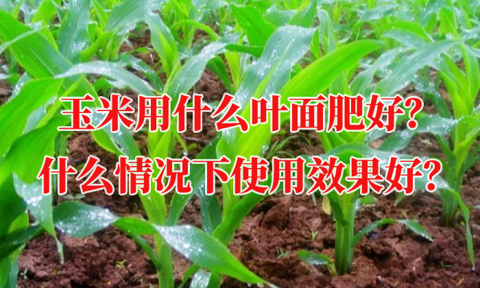 玉米用什么葉面肥好？什么情況下使用效果好？