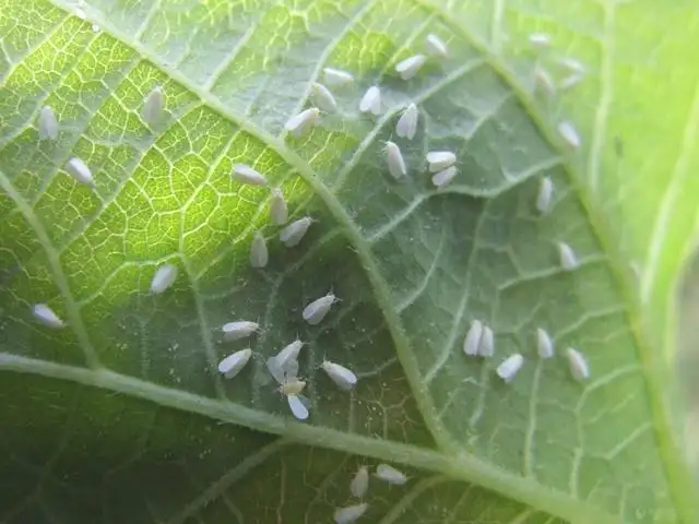 白粉虱，推薦五種防治方法！