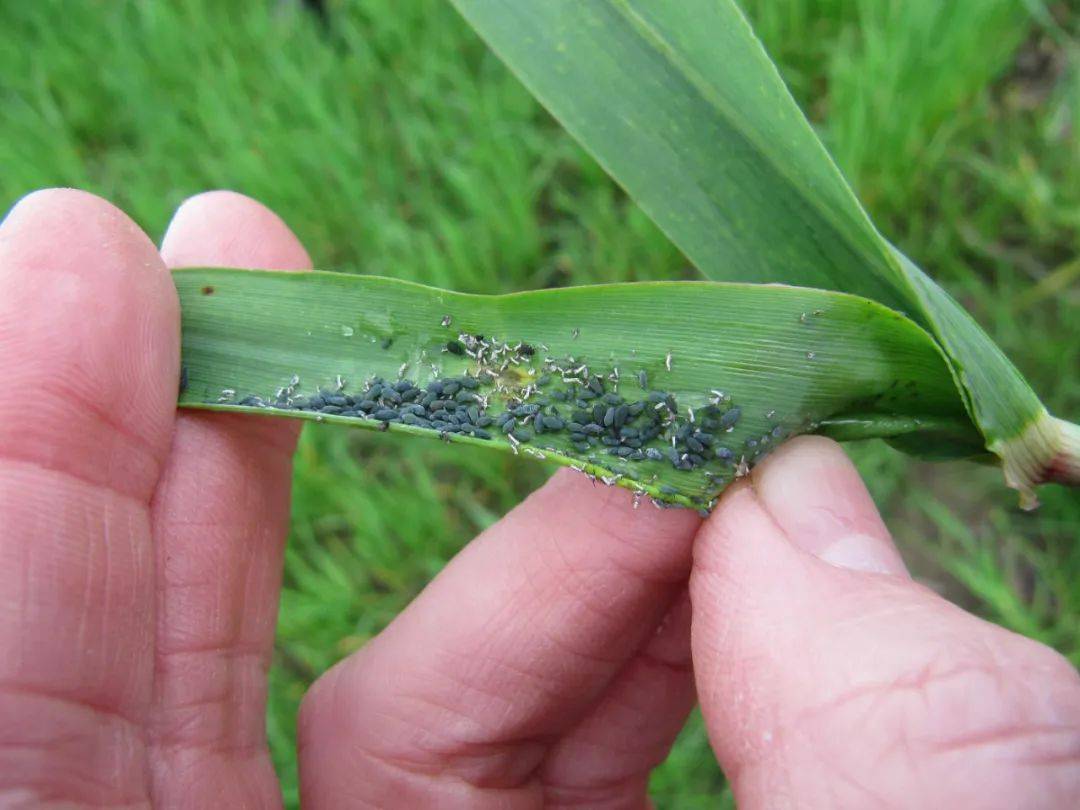 夏玉米常見(jiàn)蟲(chóng)害有哪些，該如何防治呢？