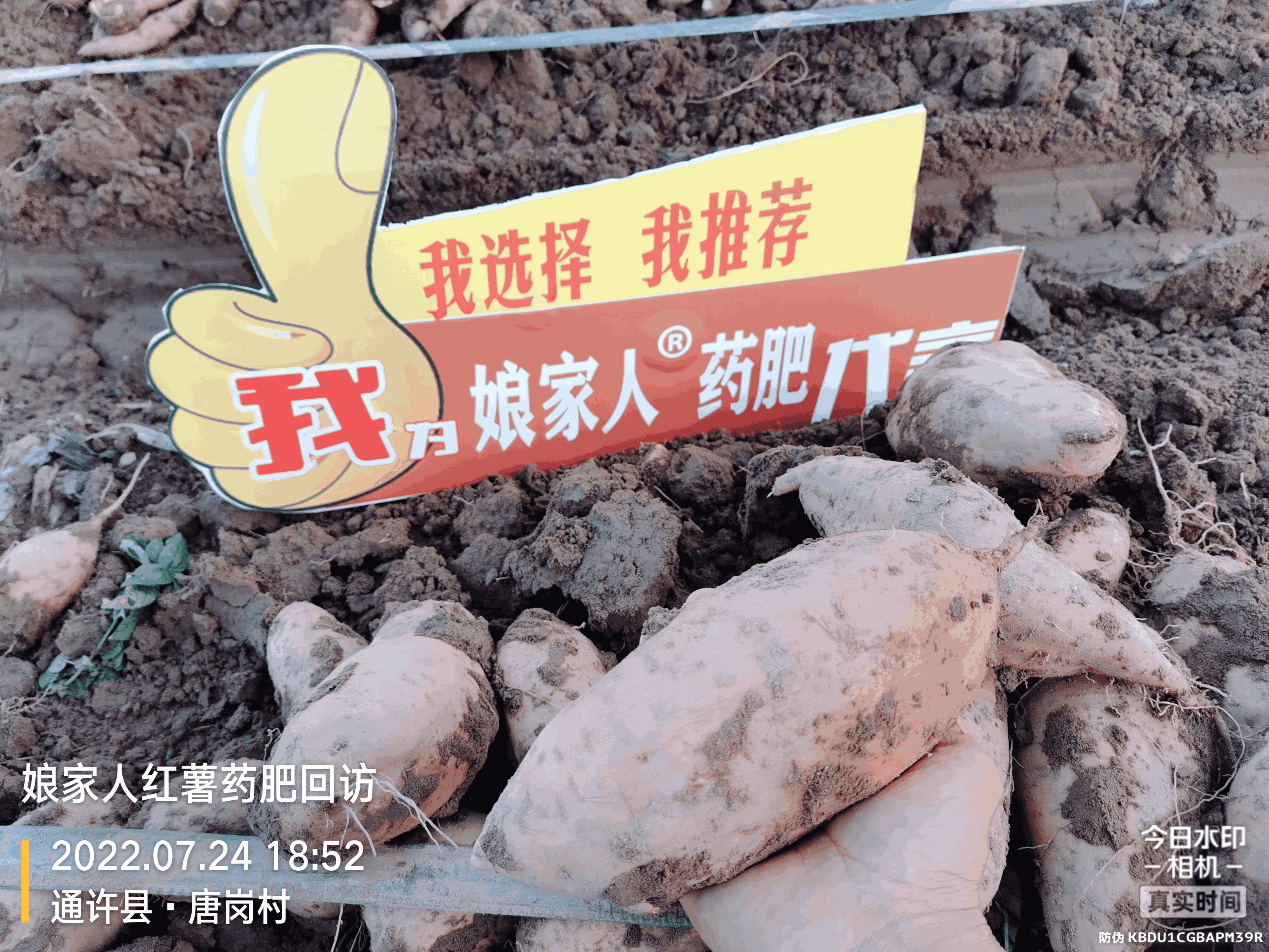 紅薯豐收，用了娘家人，“薯”你最棒！