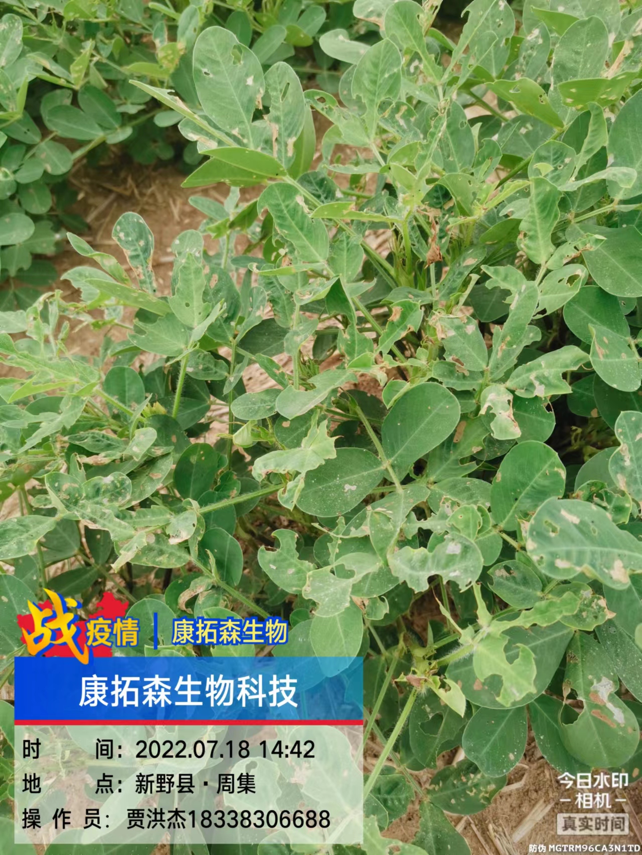 玉米、花生、大豆抗性青蟲(chóng)該怎么打？