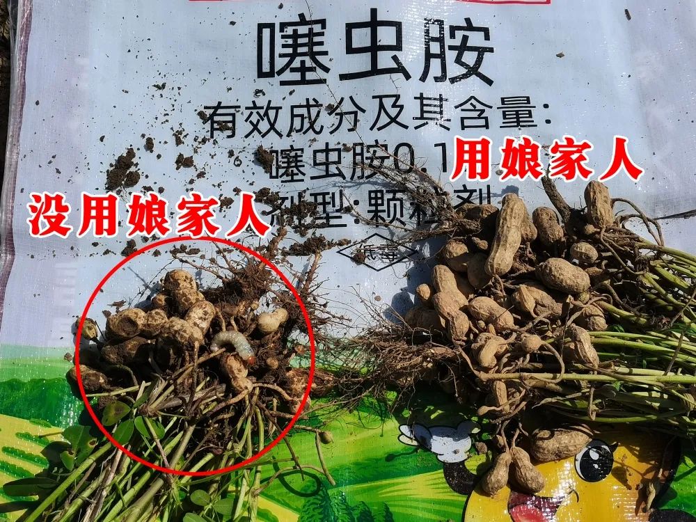 金秋花生回訪(fǎng)，農戶(hù)的信任，來(lái)自于娘家人的肥效